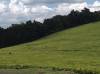 fields of tea outside Nairobi