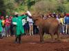 David Sheldrick elephant orphanage