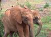 David Sheldrick orphans