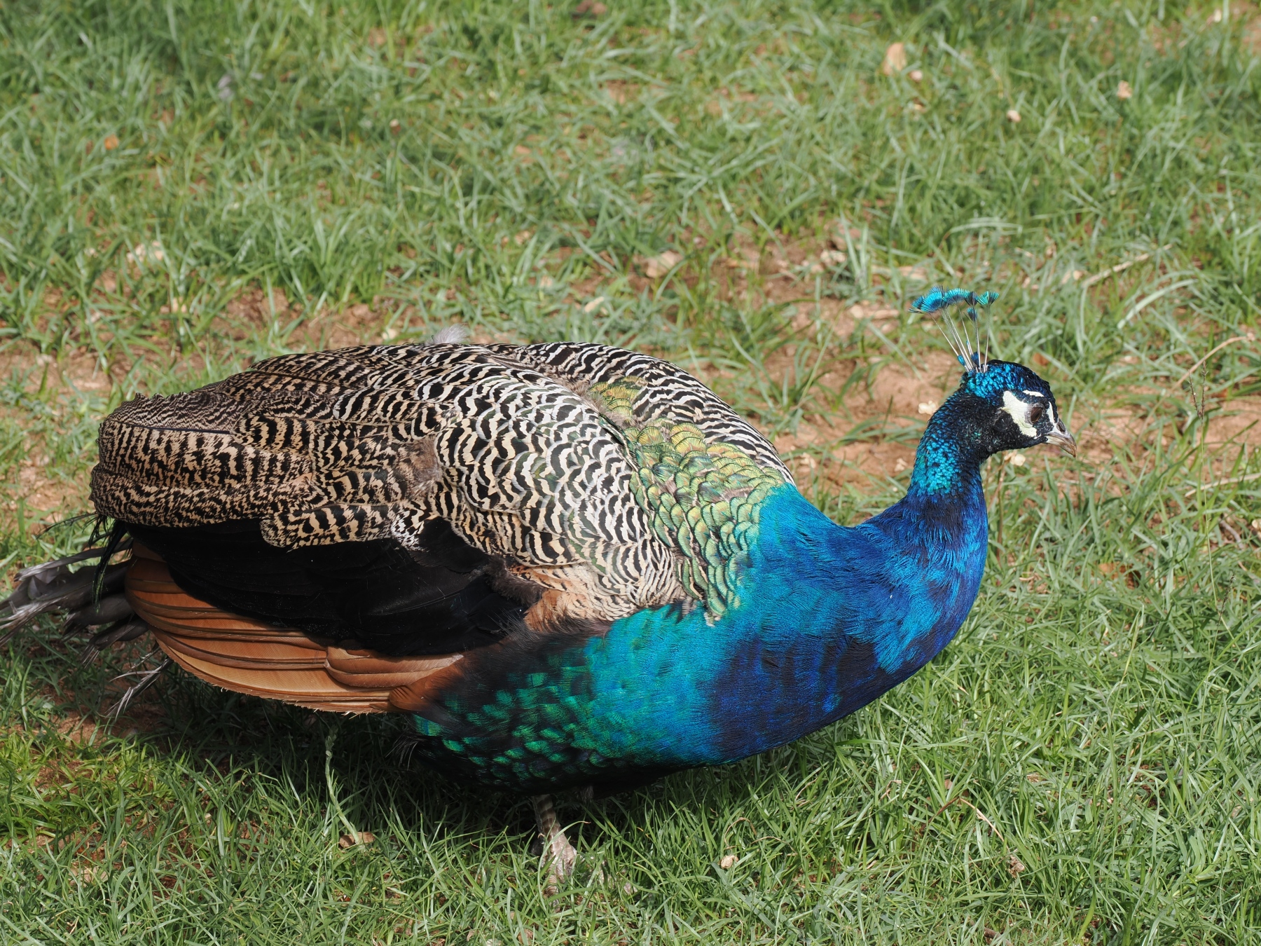 Felt like VIctoria with the Peacocks on Lokrum